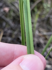 Cladium mariscus jamaicense