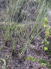 Cladium mariscus jamaicense