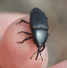 Scyphophorus