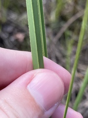 Cladium mariscus jamaicense