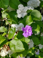 Brunfelsia australis