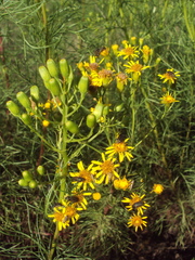 Senecio pampeanus
