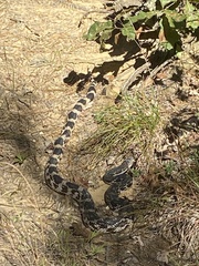 Pituophis melanoleucus melanoleucus