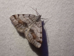 Macaria boreata