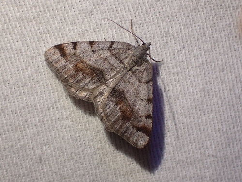 Speranza boreata