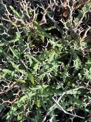 Launaea cervicornis