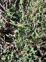 Launaea cervicornis