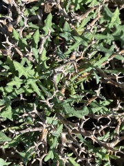 Launaea cervicornis