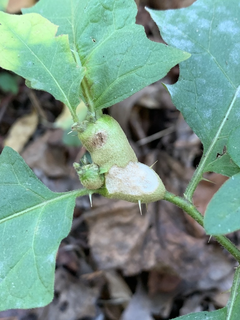 Lasioptera solani