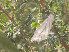 Neuromelia selectata