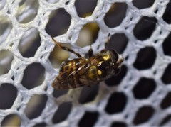 Copestylum tamaulipanum