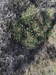Launaea cervicornis