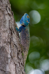 Acanthocercus atricollis