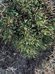 Launaea cervicornis
