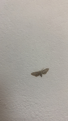 Idaea longaria