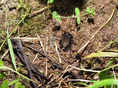 Carabus melancholicus