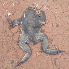 Leptodactylus labyrinthicus