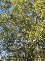 Carya illinoinensis