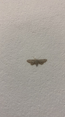 Idaea longaria