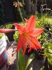 Hippeastrum petiolatum