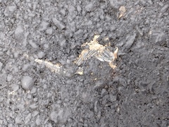 Medopheos edracanthus