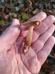 Lactarius serifluus