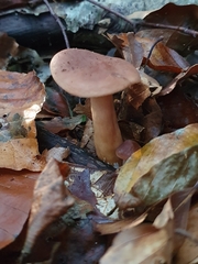 Lactarius serifluus