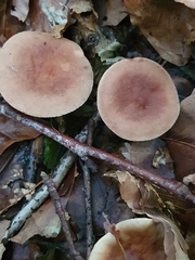 Lactarius serifluus