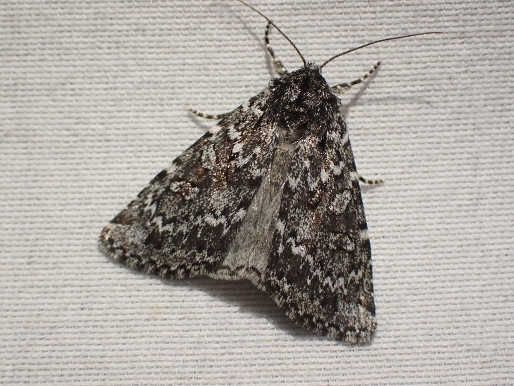 Mixta Xestia Moth