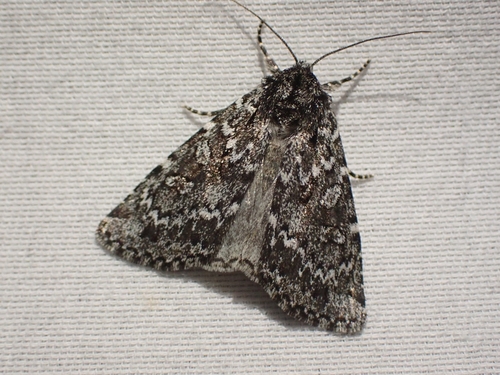 Mixta Xestia Moth