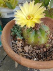 Parodia ottonis