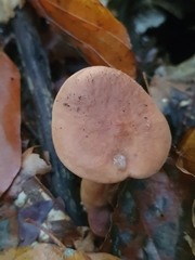 Lactarius serifluus