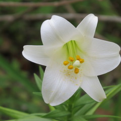 Lilium longiflorum