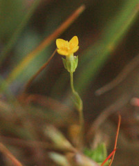 Cicendia quadrangularis