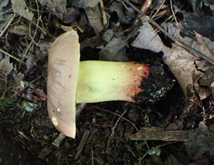 Butyriboletus brunneus