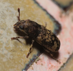 Basitropis nitidicutis
