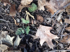 Geum canadense