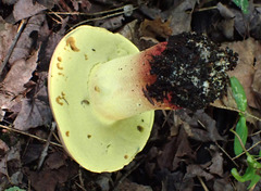 Butyriboletus brunneus