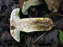 Butyriboletus brunneus