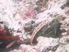 Atrina vexillum