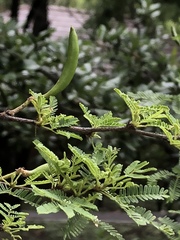 Senegalia berlandieri