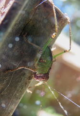 Ozphyllum naskreckii