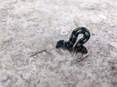 Acronyctodes mexicanaria