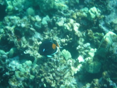 Acanthurus achilles