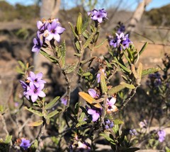 Halgania andromedifolia