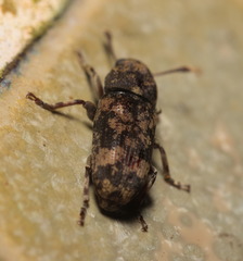 Basitropis nitidicutis
