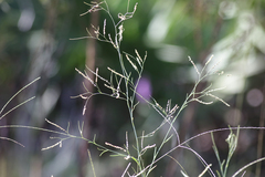 Polygonella gracilis