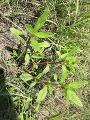 Hygrophila lacustris