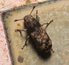 Basitropis nitidicutis
