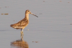 Limnodromus griseus hendersoni